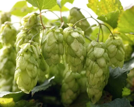 Craft A Custom Brewing Corner: Nurturing Hops Turns Out Straightforward and Rewarding