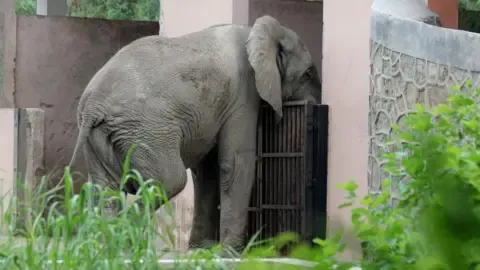 Lonely Existence and Death of India’s Capital’s Sole Elephant from Africa